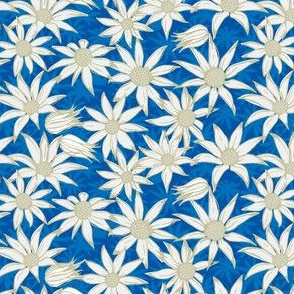 Flannel flowers (blue)