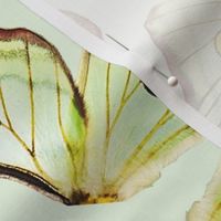 Giant Graellsia isabellae x Tropaea Butterfly Wings