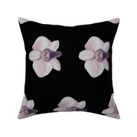 Lilac orchid black side