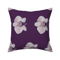 Lilac orchid side