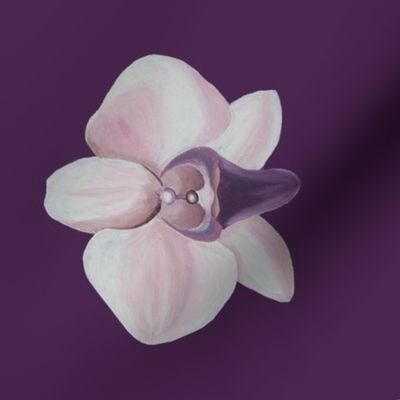 Lilac orchid side