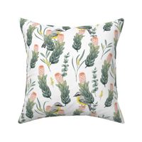 Australian Botanical Protea Wattle Robin on White // large