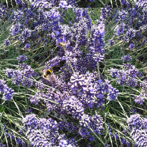 Lavender_bee