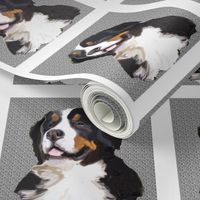 bernese_mountain_dog_quilt_block