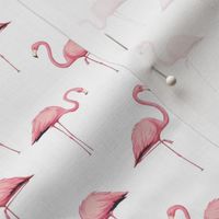 Flamingo Flock on White