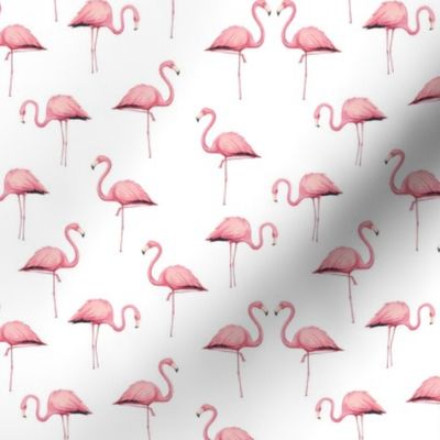 Flamingo Flock on White