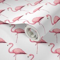 Single pink Flamingo on White