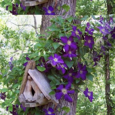 Birdhouse_with_clematis