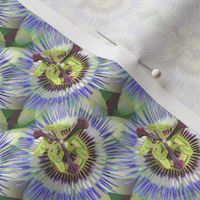 Passionflower (small)