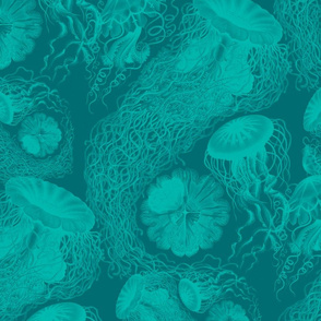 Jellyfish Swarm ~ Penzance 