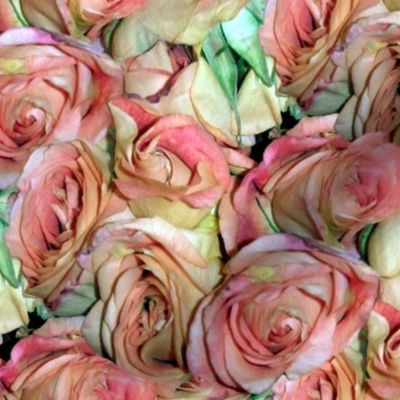 A Dozen Dozen Roses ~ New Romance