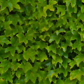 Painted wall of ivy leaves