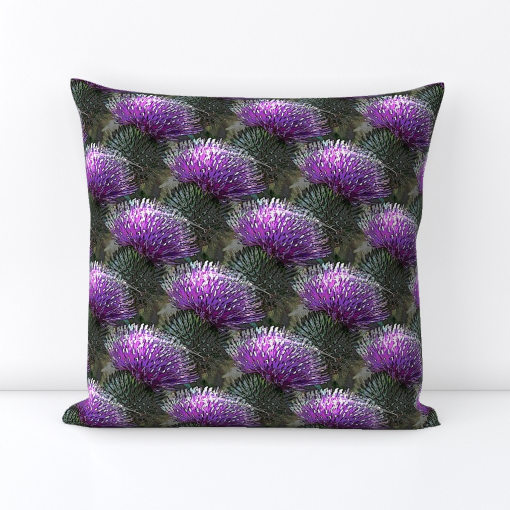 fandango thistle flower