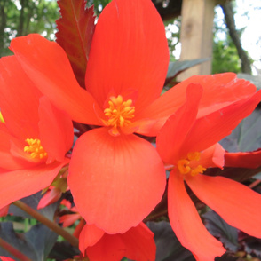 Begonia