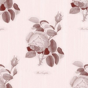 Vintage rose illustrations with "Rosa Centifolia" script on pink.