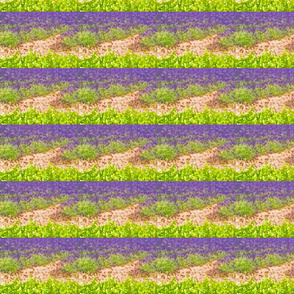 lavender_fields