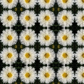 White Asters 4731