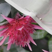 Pink Bromeliad 2214