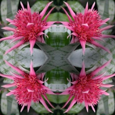 Pink Bromeliad 2214