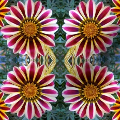 Red+White Gazania 4650