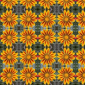 Red+Yellow Gazania 4651