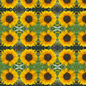 Sunflowers 9566