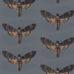 Death's-head Hawkmoth