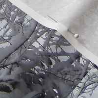 Iced_Branches