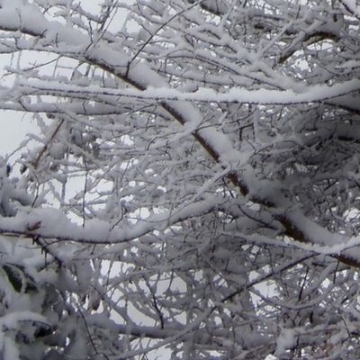 Iced_Branches