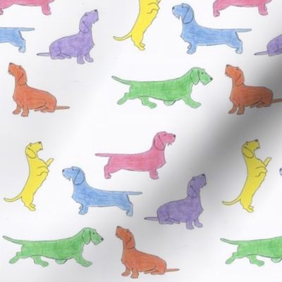 Bright colored wire haired dachshunds 