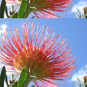 Original Hawaiian flower