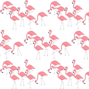 flamingo family group