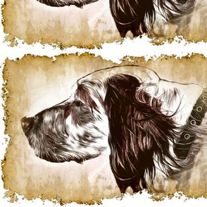 The English Setter Larek grunge  portrait