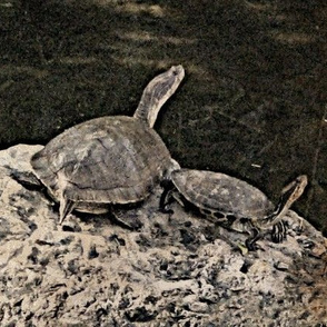 Turtles