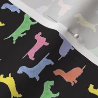 Colorful wire haired dachshunds on black background