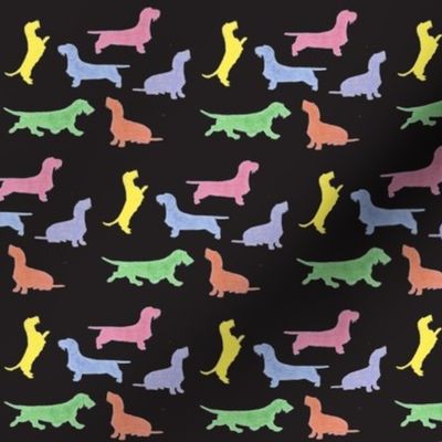 Colorful wire haired dachshunds on black background