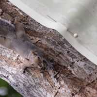 Squirrel on Tree