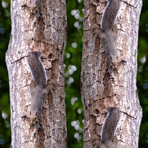 Squirrel on Tree