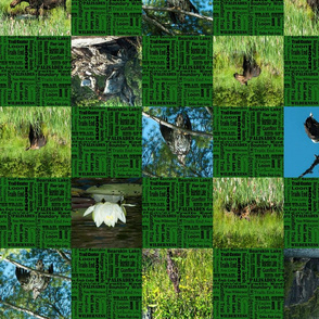 checker_board_green_campning1