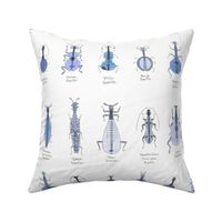 bluegrass beetles