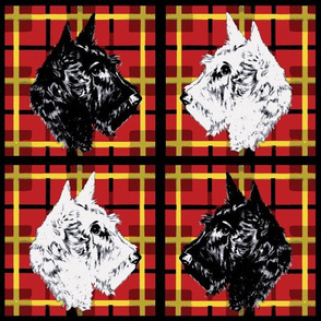 Black and White Scottish Terriers