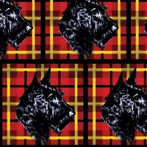 Black Scottish Terrier on red and black plaid