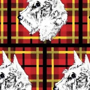 White Scottish Terrier Scotties on red and black plaid