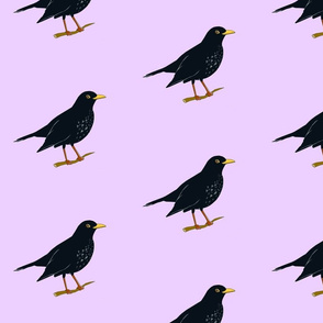 blackbird purple