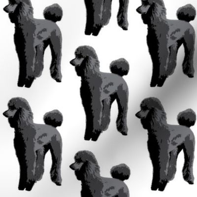 black poodle white background