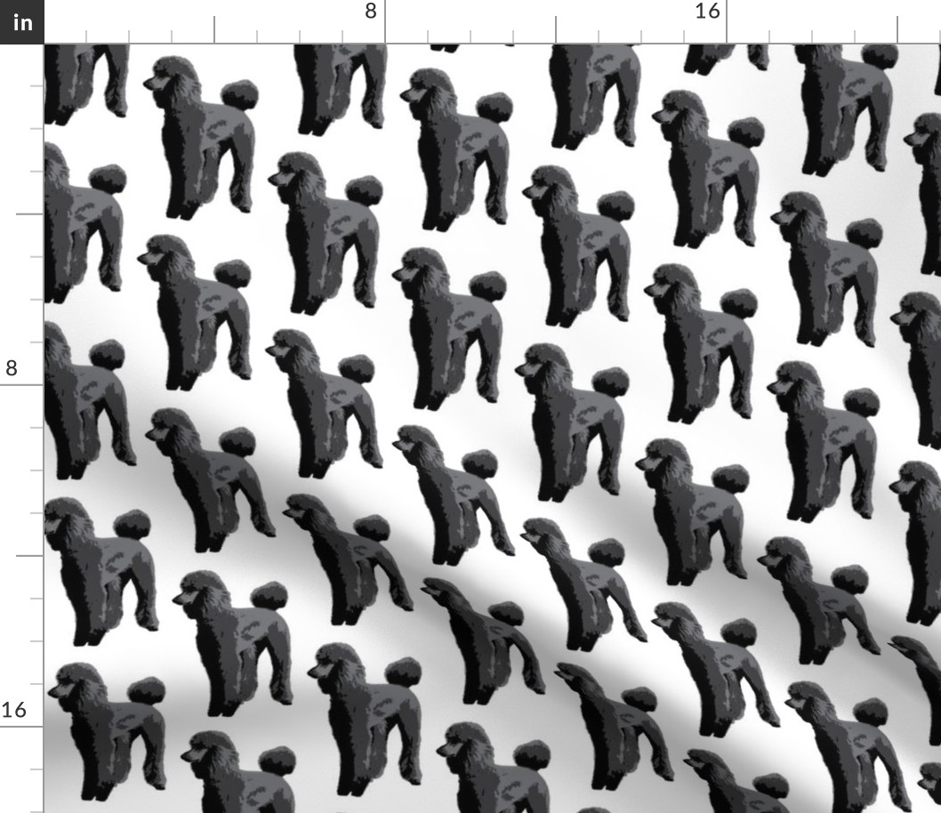 black poodle white background