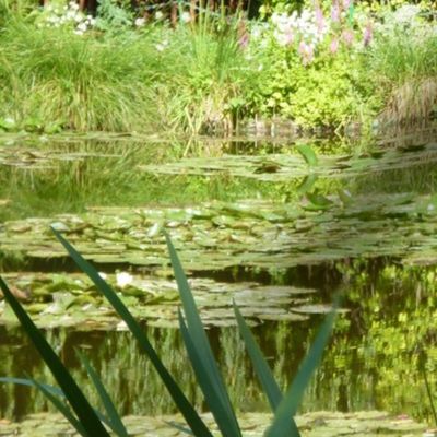 Footbridge at Giverny