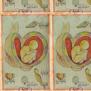 Ottoman baby in womb