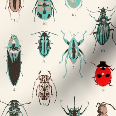 Beetle Collection