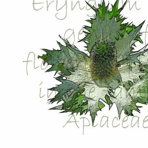 Eryngium #2